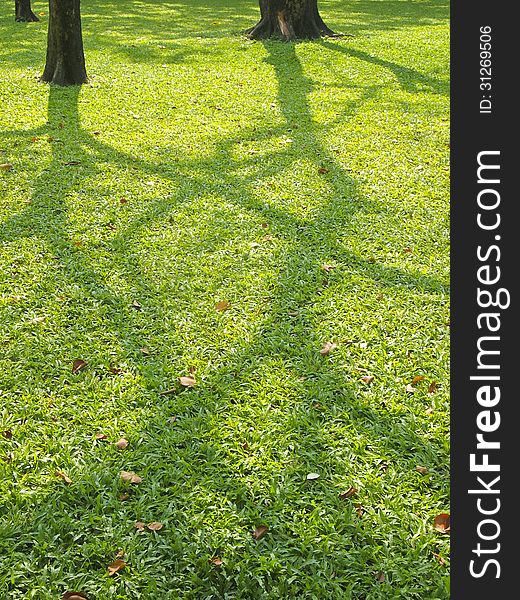 Shadow tree on lawn in park during the daytime. Shadow tree on lawn in park during the daytime