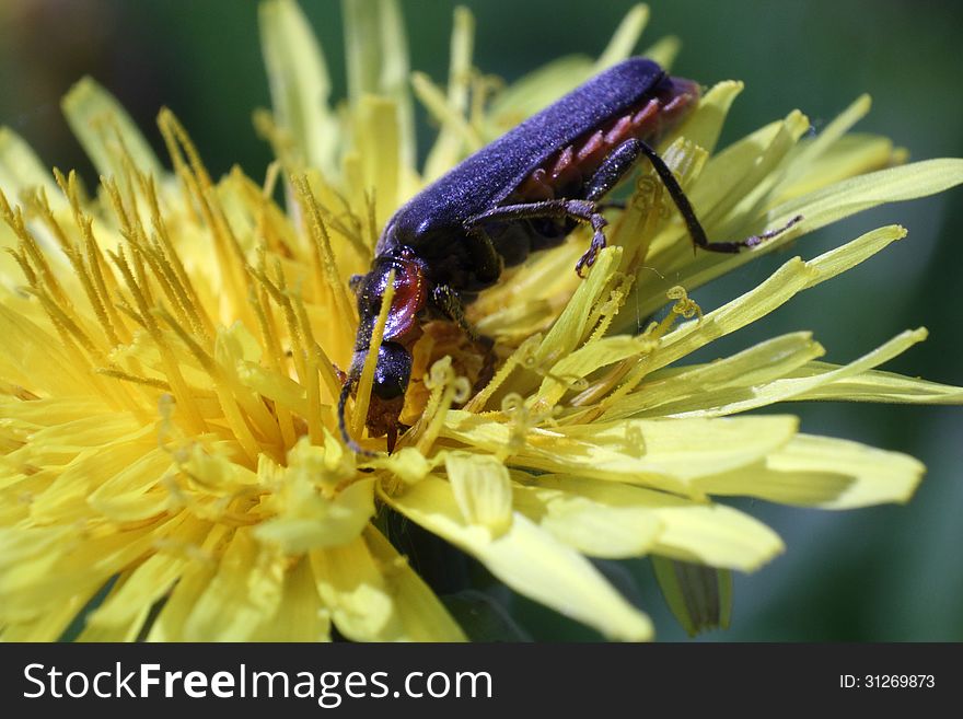 A Bug On The Dandelion Macro Photo