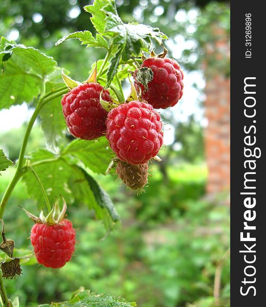 Red berries of raspberry