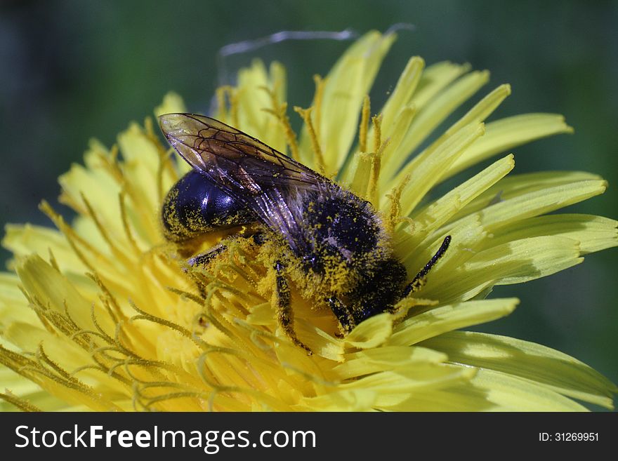 A bee picking up nectar on the dandelion macro photo