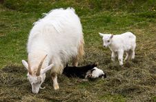 Goats Stock Image Goats Stock Image