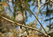 Sparrow Bird Royalty Free Stock Image