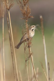 Reed Bunting Royalty Free Stock Photo Reed Bunting Royalty Free Stock Photo