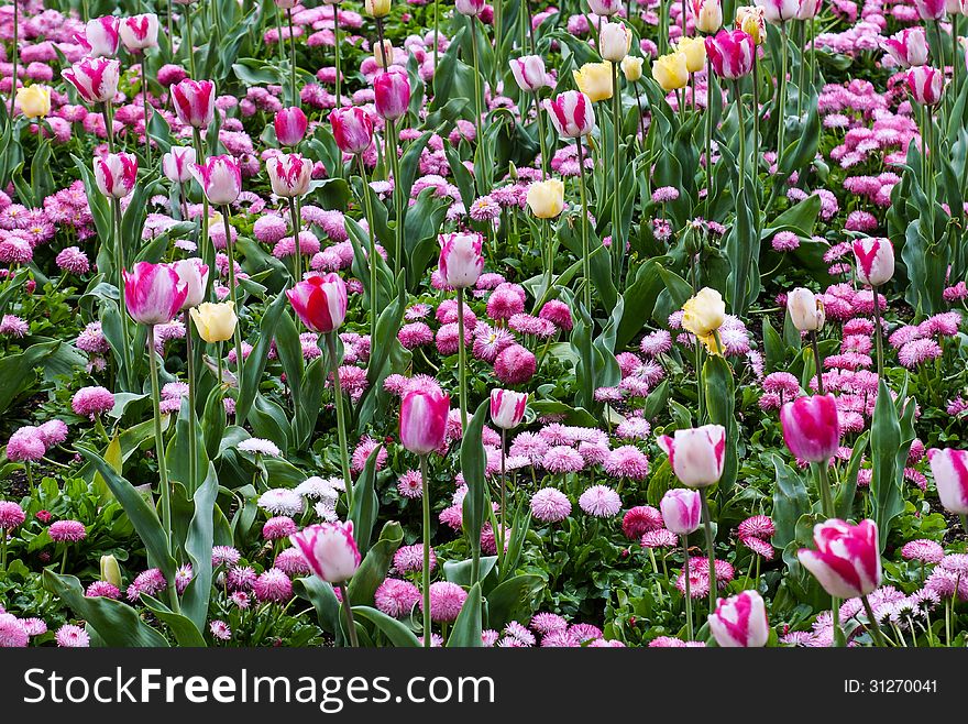 Field of rose and yellow tulips on daylight. Field of rose and yellow tulips on daylight