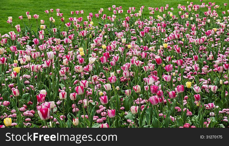 Field of rose and yellow tulips on daylight. Field of rose and yellow tulips on daylight