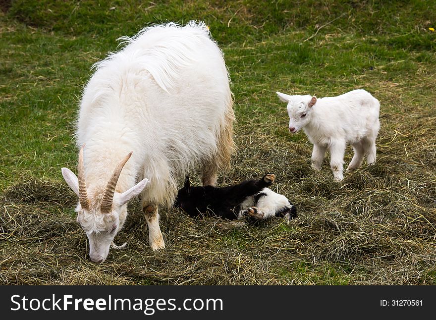 Image of mother goat with two little baby goats in Iceland.