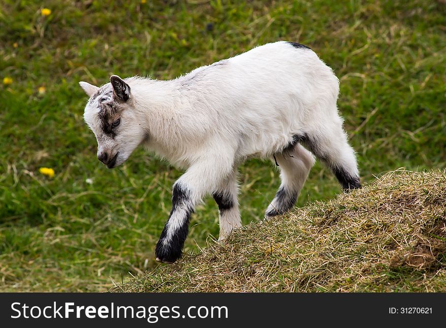 Image of small baby goat in Iceland.