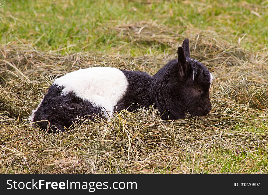 Image of small newborn goat in Iceland.