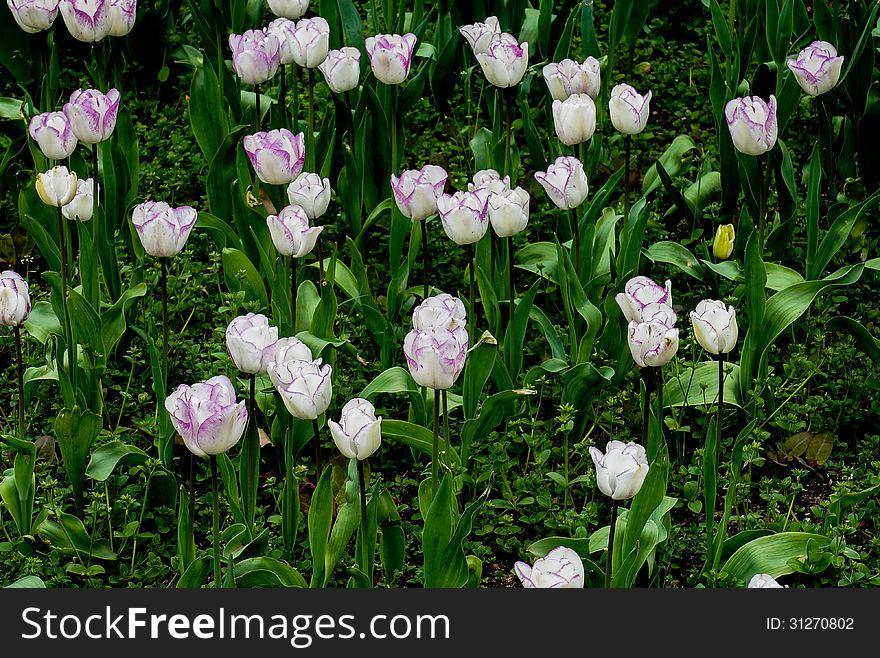 Field of white tulips on daylight. Field of white tulips on daylight