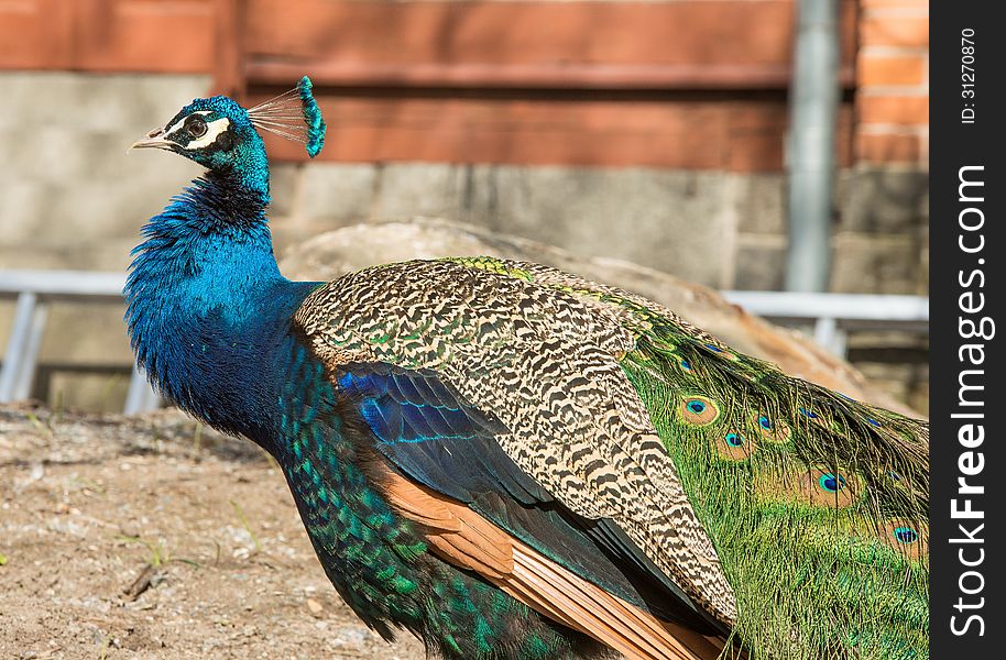 Standing peacock bird with nice feathers