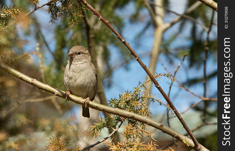 Sparrow bird sitting on a branch