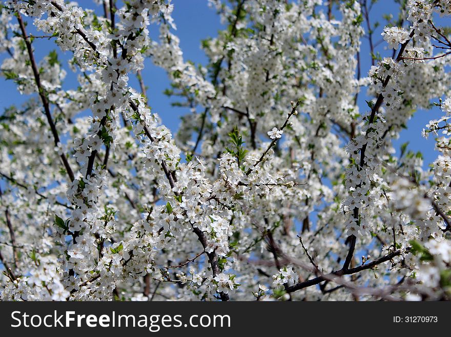 Blossoming tree of plum on a background of the blue sky