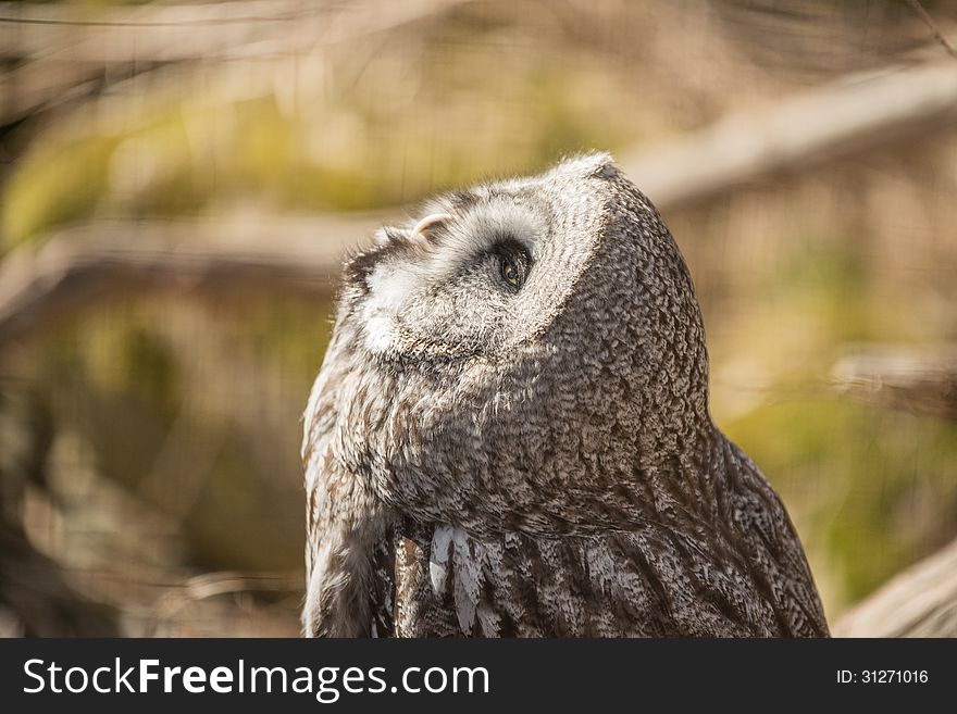 Great white owl side profile
