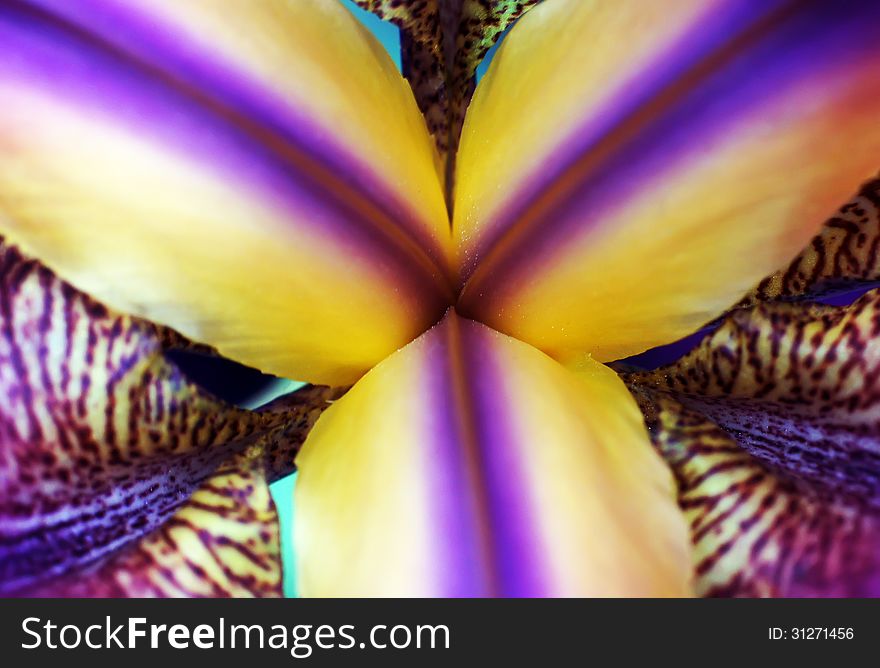 Middle of a flower of an iris. Middle of a flower of an iris