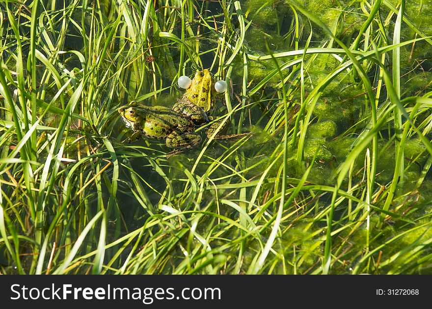 Mating frog couple in a pond