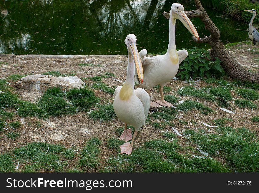 Eastern white pelicans in zoo