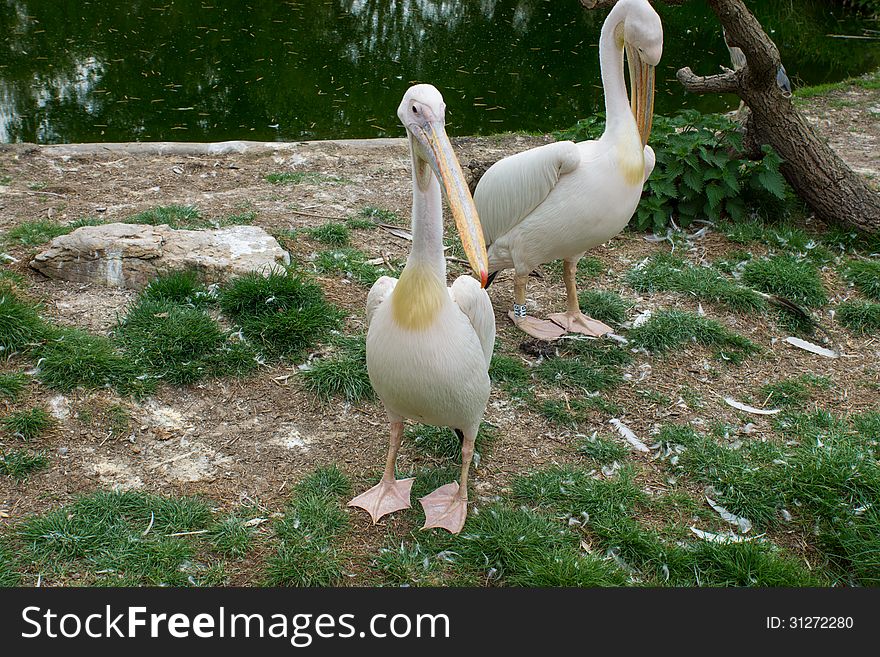 Eastern white pelicans in zoo