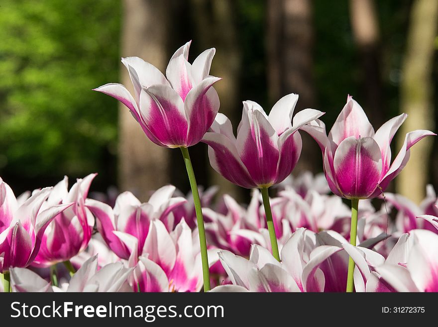 White And Purple Tulips