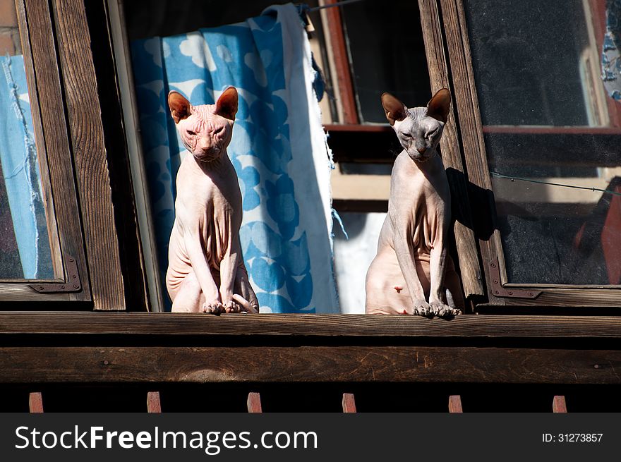 Two sphinx cat sitting on the window in the sun. Two sphinx cat sitting on the window in the sun