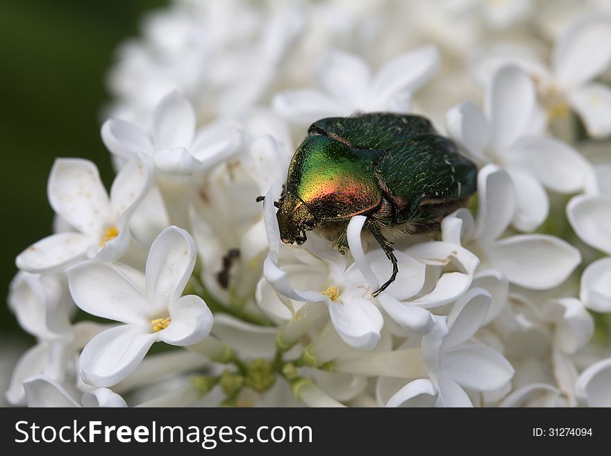 Chafer Golden, or chafer common (lat. Cetonia aurata) - a species of Coleoptera of the subfamily bronzovok (Cetoniinae) in the collection lamellicorn (Scarabaeidae). Chafer Golden, or chafer common (lat. Cetonia aurata) - a species of Coleoptera of the subfamily bronzovok (Cetoniinae) in the collection lamellicorn (Scarabaeidae).