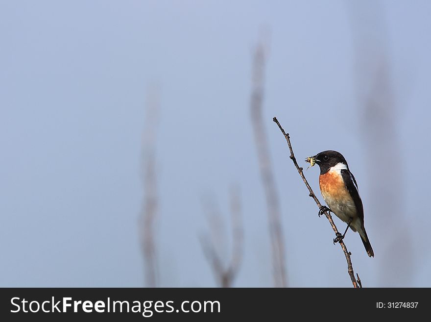 A stonechat which has an insect in its mouth was photographed in highlands near Mount Fuji in Japan. A stonechat which has an insect in its mouth was photographed in highlands near Mount Fuji in Japan.