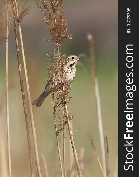 Reed Bunting which perches on a reed in reed bed