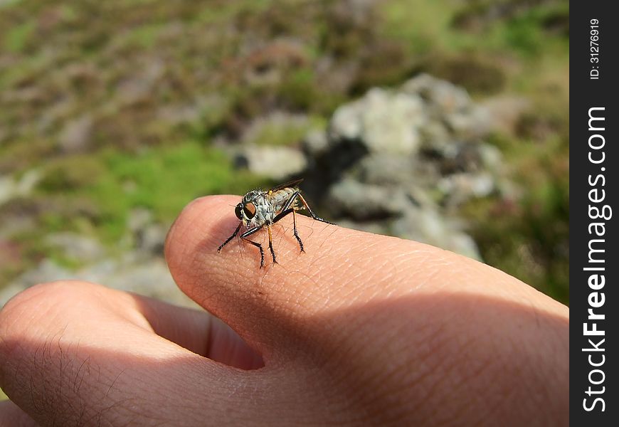 An insect sitting on a hand in the outdoors. An insect sitting on a hand in the outdoors