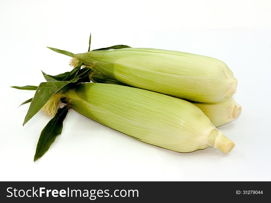 The mature corn still life