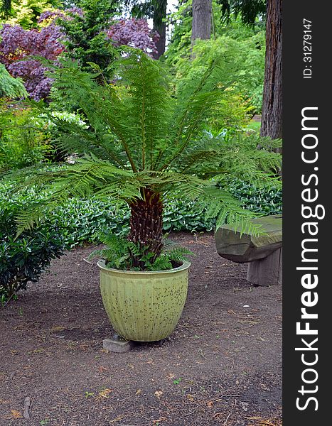 Large potted fern plant in botanical park. Large potted fern plant in botanical park