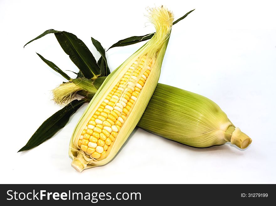 The mature corn still life