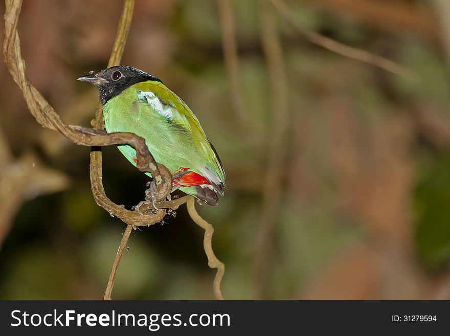 Hooded Pitta Perching On Twisted Vine