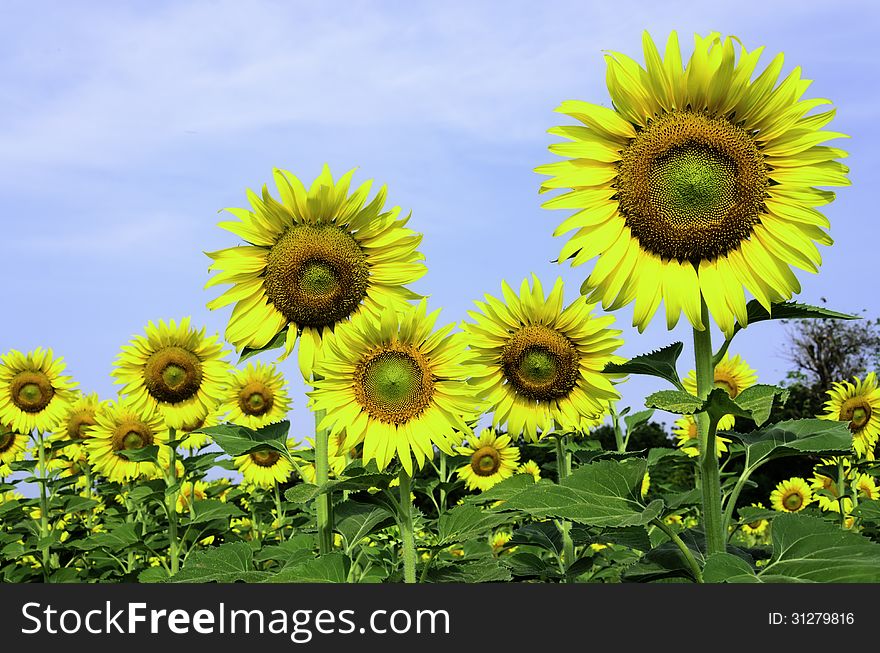 Sunflowers in the Botanic Garden for relaxation