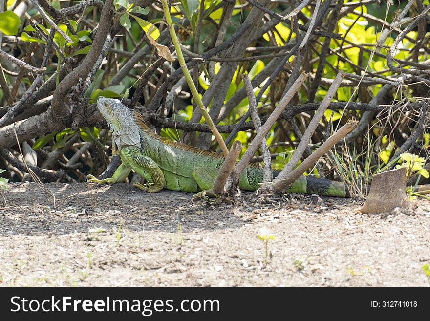 Green Chameleon, Green Lizard with slender tail hiding in the bushes and mix with the natural environment