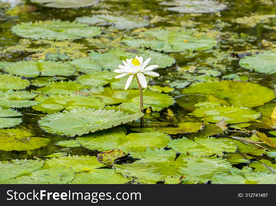 Unfolding White Lotus Flower in the Pond