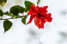 Hibiscus Flower Stock Images Hibiscus Flower Stock Images