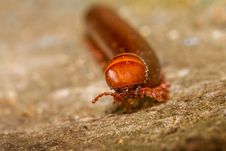 Millipede Stock Photo Millipede Stock Photo
