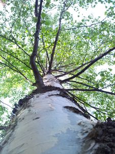 Low Angle Shot Of Birch Trunk Stock Photography Low Angle Shot Of Birch Trunk Stock Photography
