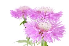 Lilac Flower With Green Leaves Royalty Free Stock Image Lilac Flower With Green Leaves Royalty Free Stock Image