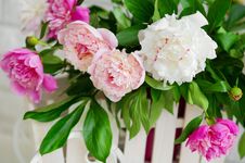 Beautiful Peonies Closeup Royalty Free Stock Images Beautiful Peonies Closeup Royalty Free Stock Images