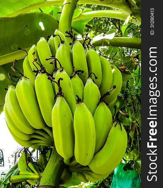 Big banana green color and leaves in Asia