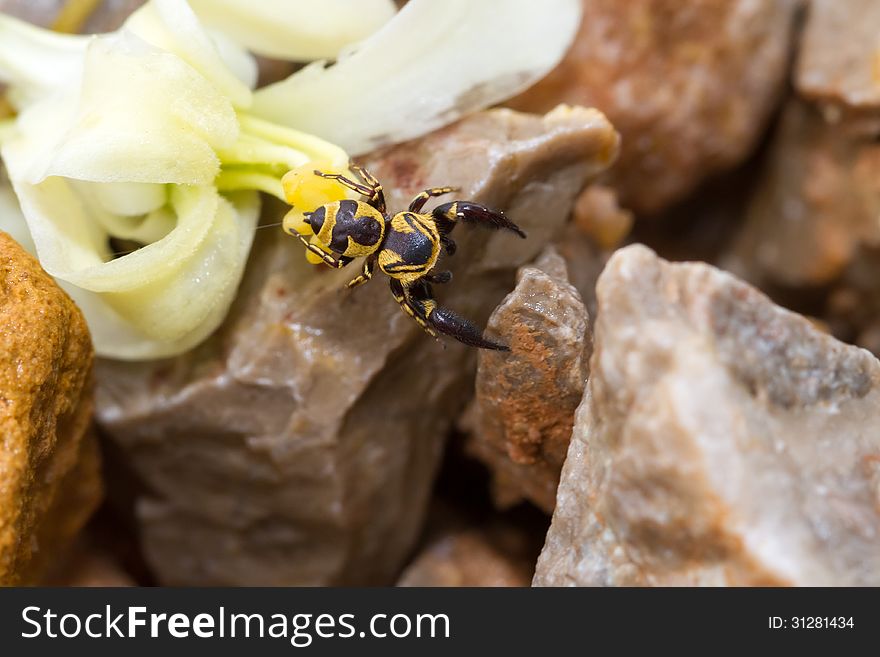 On the rock is a spider jumping around. On the rock is a spider jumping around