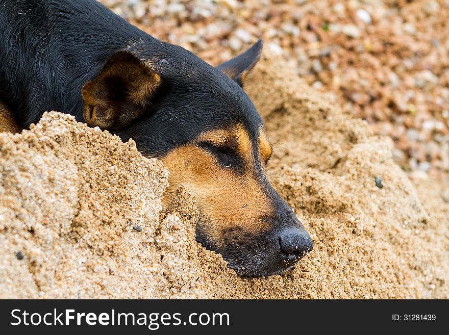 On the sand sleep a dog nicely. On the sand sleep a dog nicely