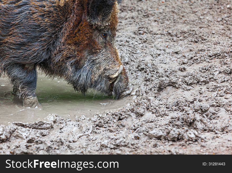 In the mud play a wild pig