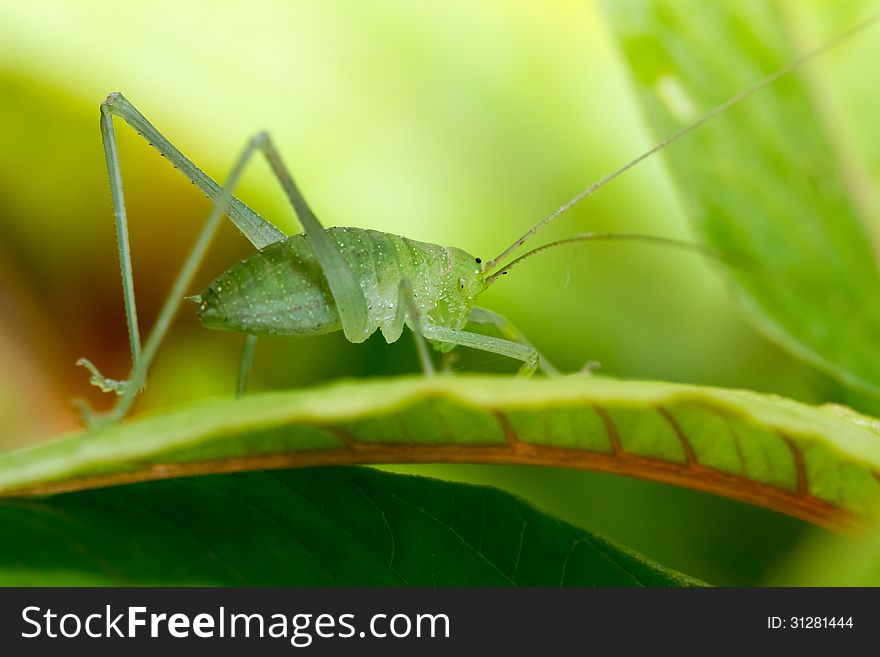 On a leaf sit a speckled bush-cricket