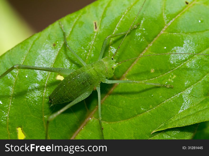 Speckled Bush-cricket