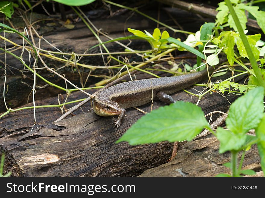 On the ground stay a salamander