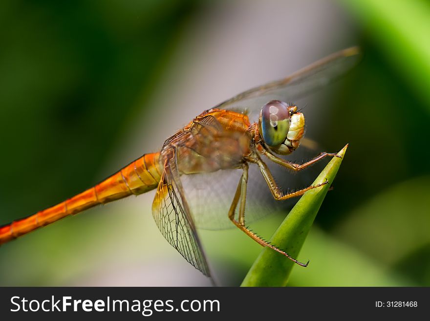 On a leaf sit a dragonfly