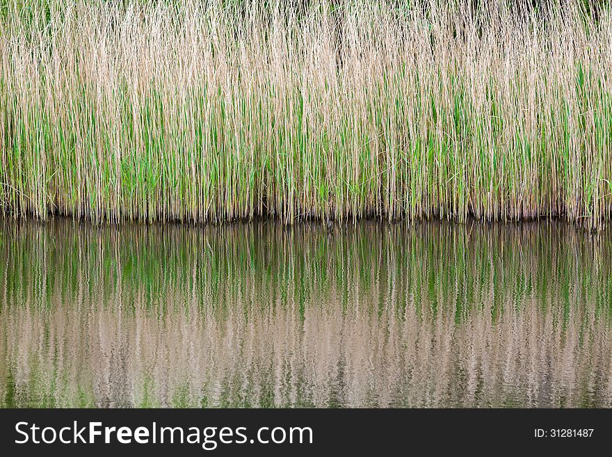 On the reflection from phragmites is very beautiful