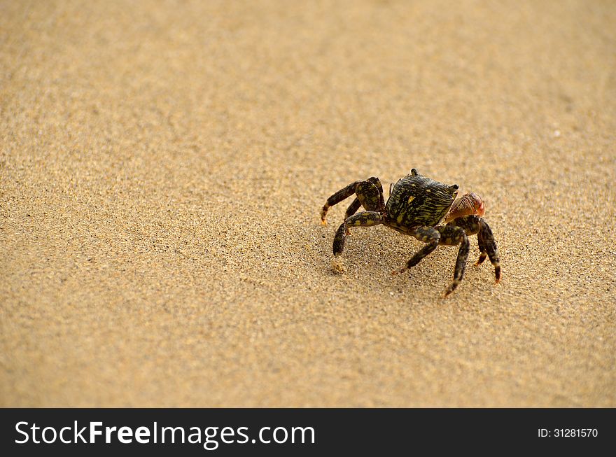 A crab crawling away on the beach.