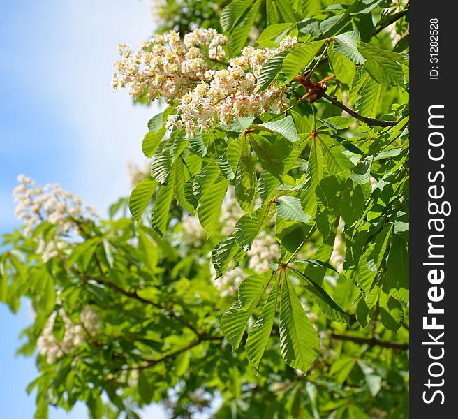 chestnut tree with flowering branches